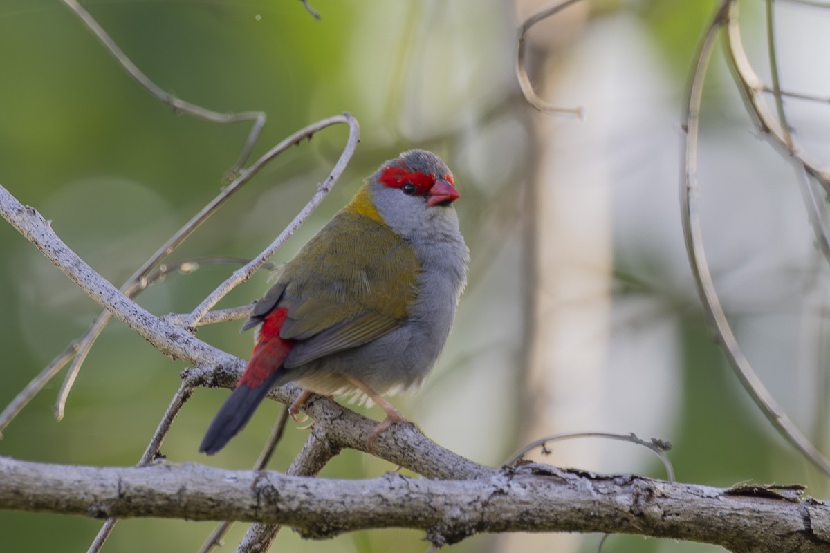 Red-browed Firetail - ML645695810