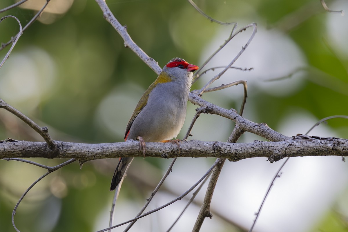 Red-browed Firetail - ML645695811