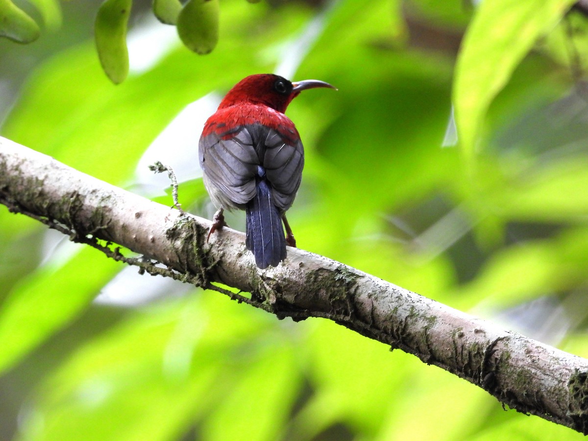 Crimson Sunbird - ML645695812