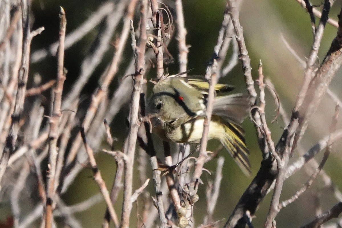 מלכילון אמריקני - ML645695813