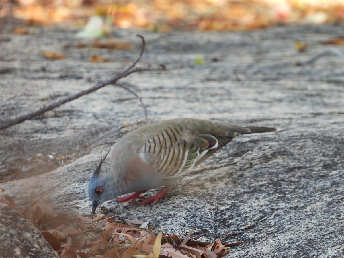 Crested Pigeon - ML645695815