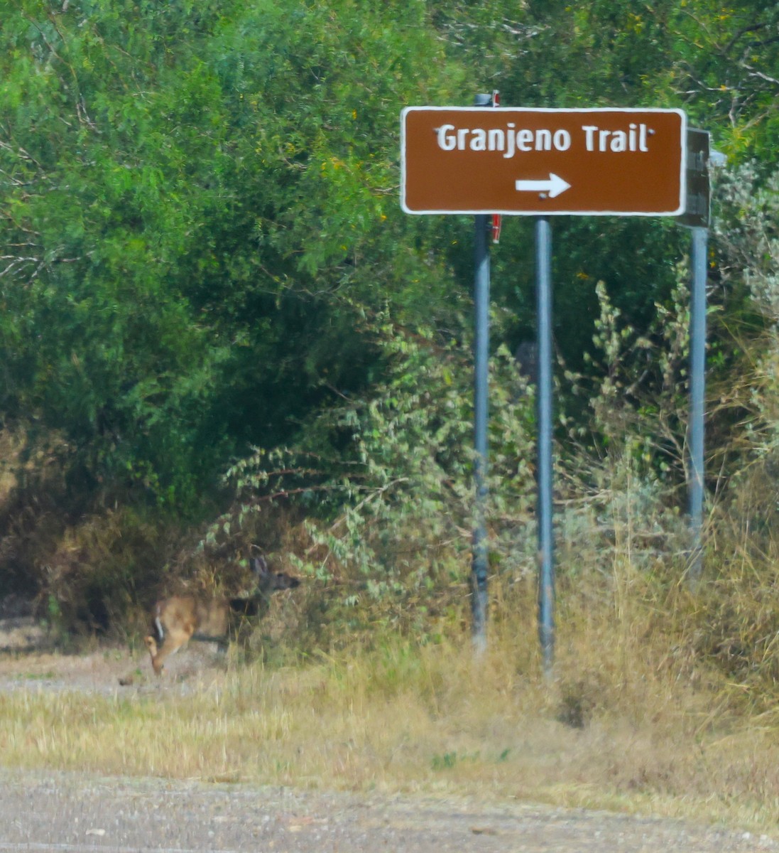 White-tailed Deer - ML645695819