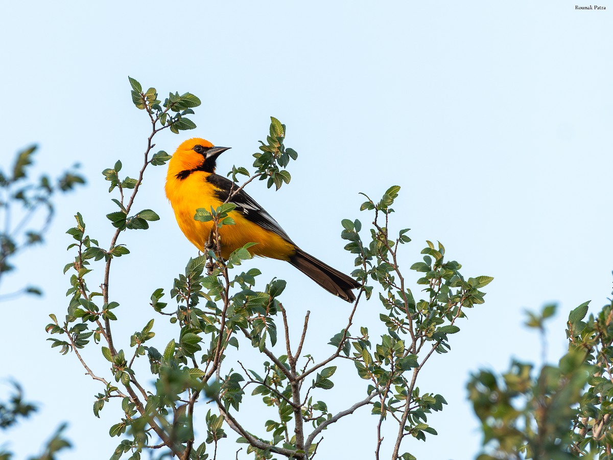 Altamira Oriole - ML645695847