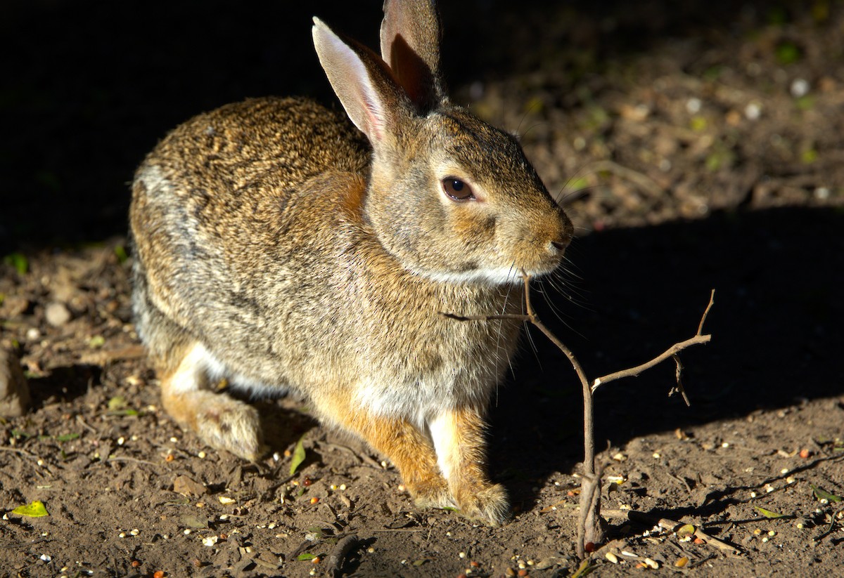 Desert Cottontail - ML645695850