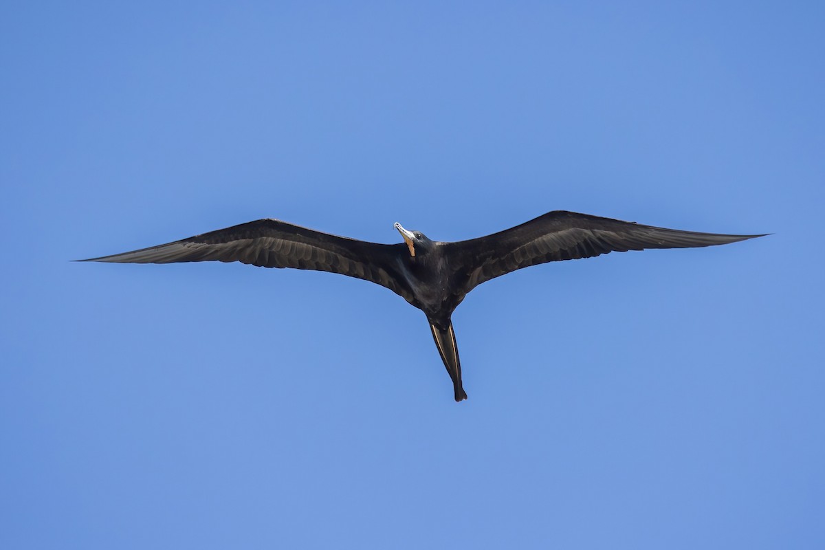 Magnificent Frigatebird - ML645695851