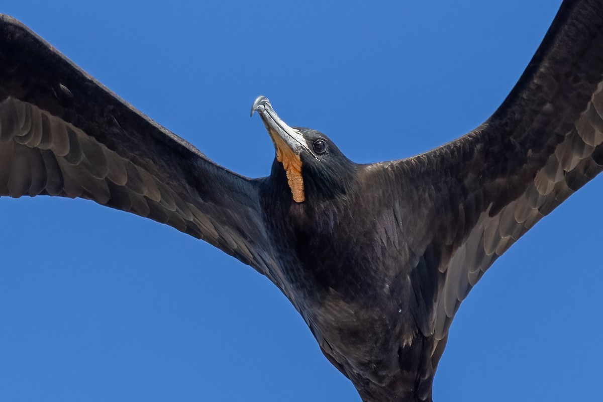 Magnificent Frigatebird - ML645695857