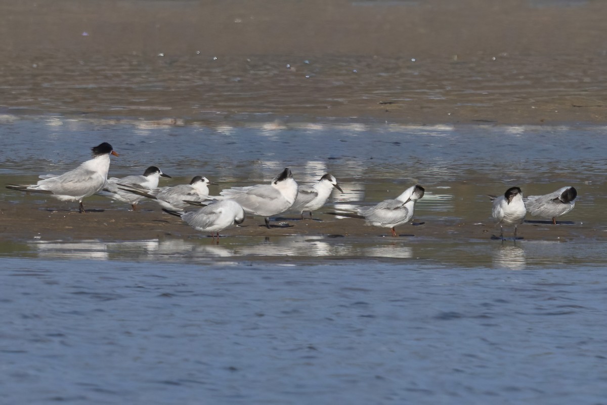 Common Tern - ML645695905
