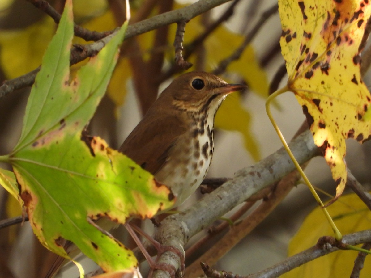 Grive solitaire - ML645695914