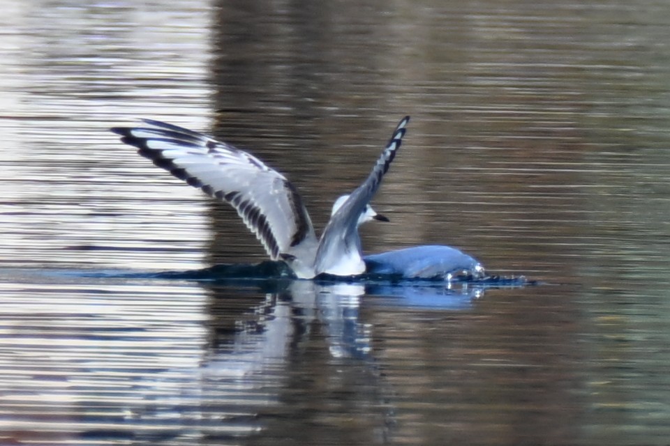 Bonaparte's Gull - ML645695918