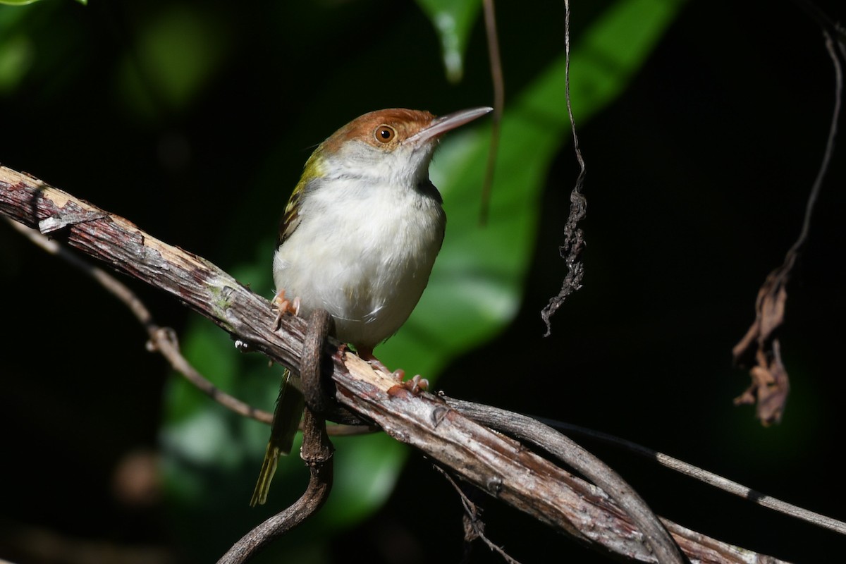 langstjertskredderfugl - ML645695923