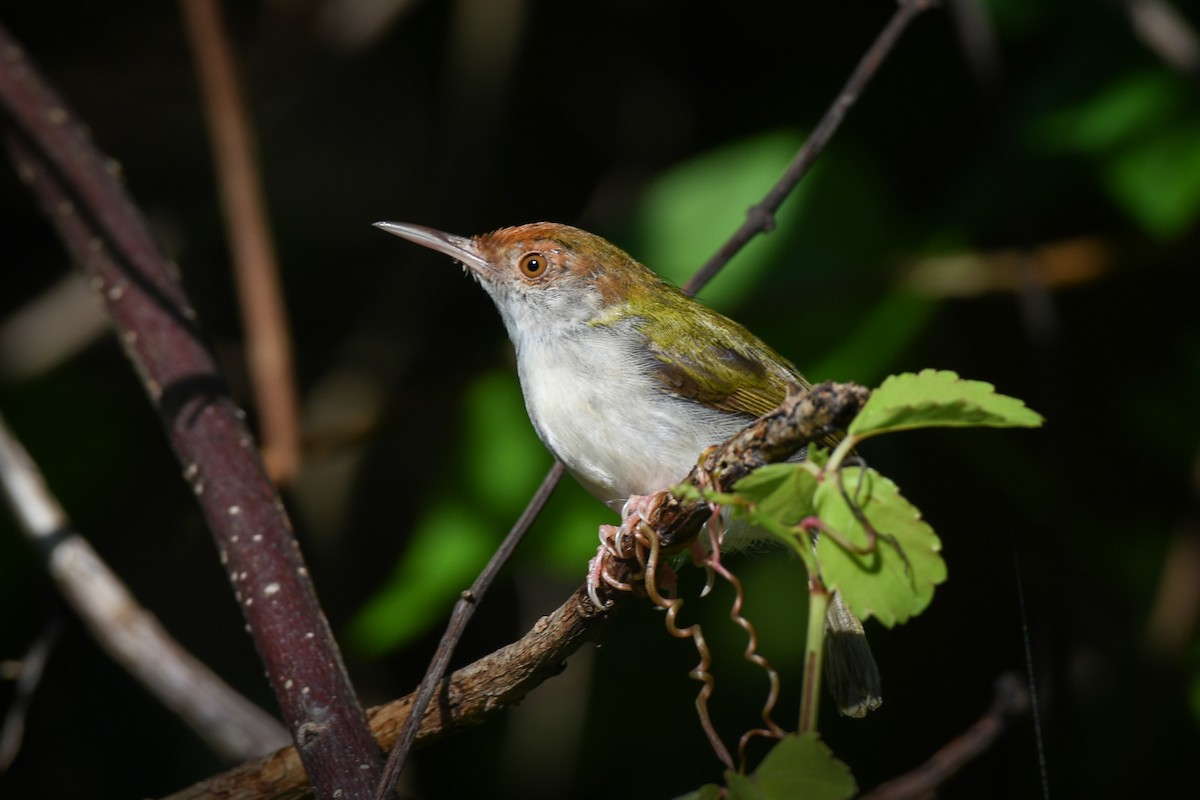 langstjertskredderfugl - ML645695924