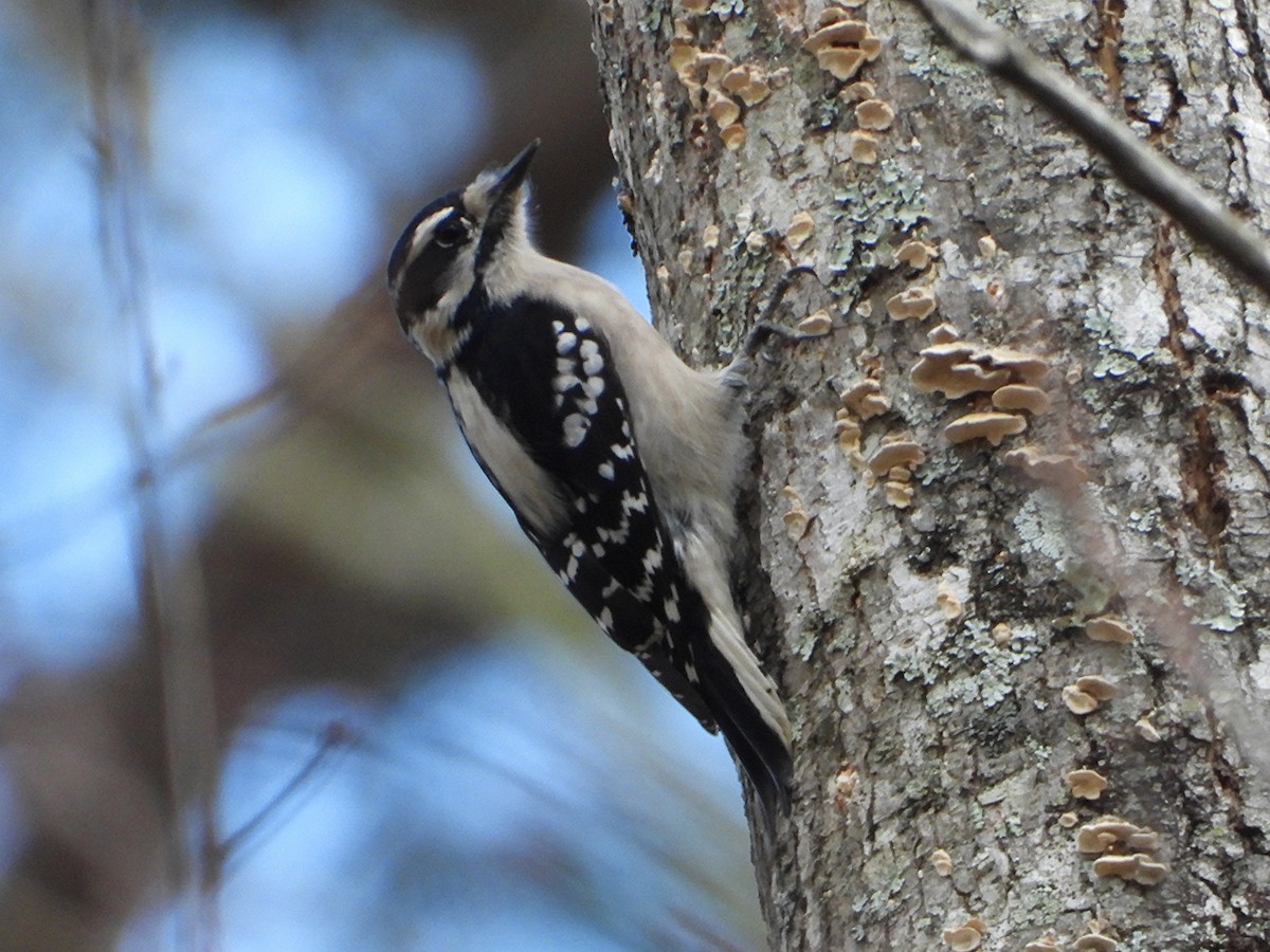 Pico Pubescente - ML645695931