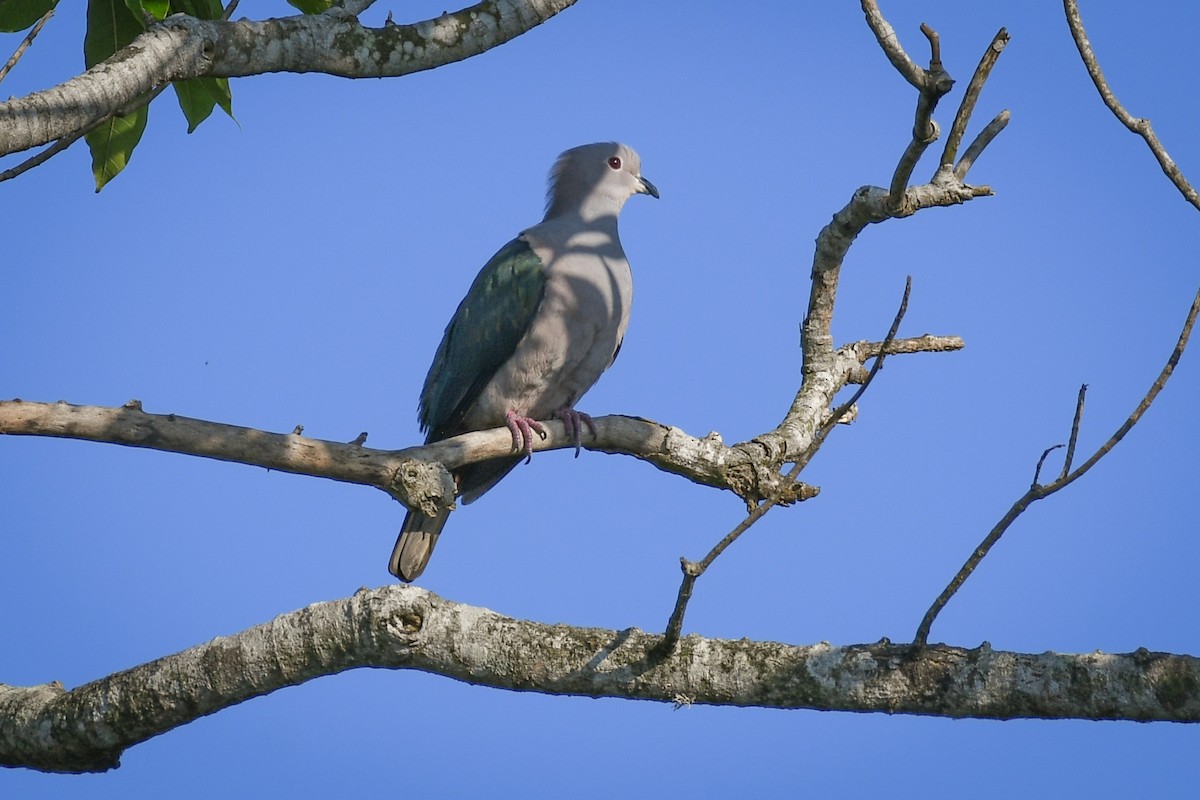 Yeşil Has Güvercin - ML645695933