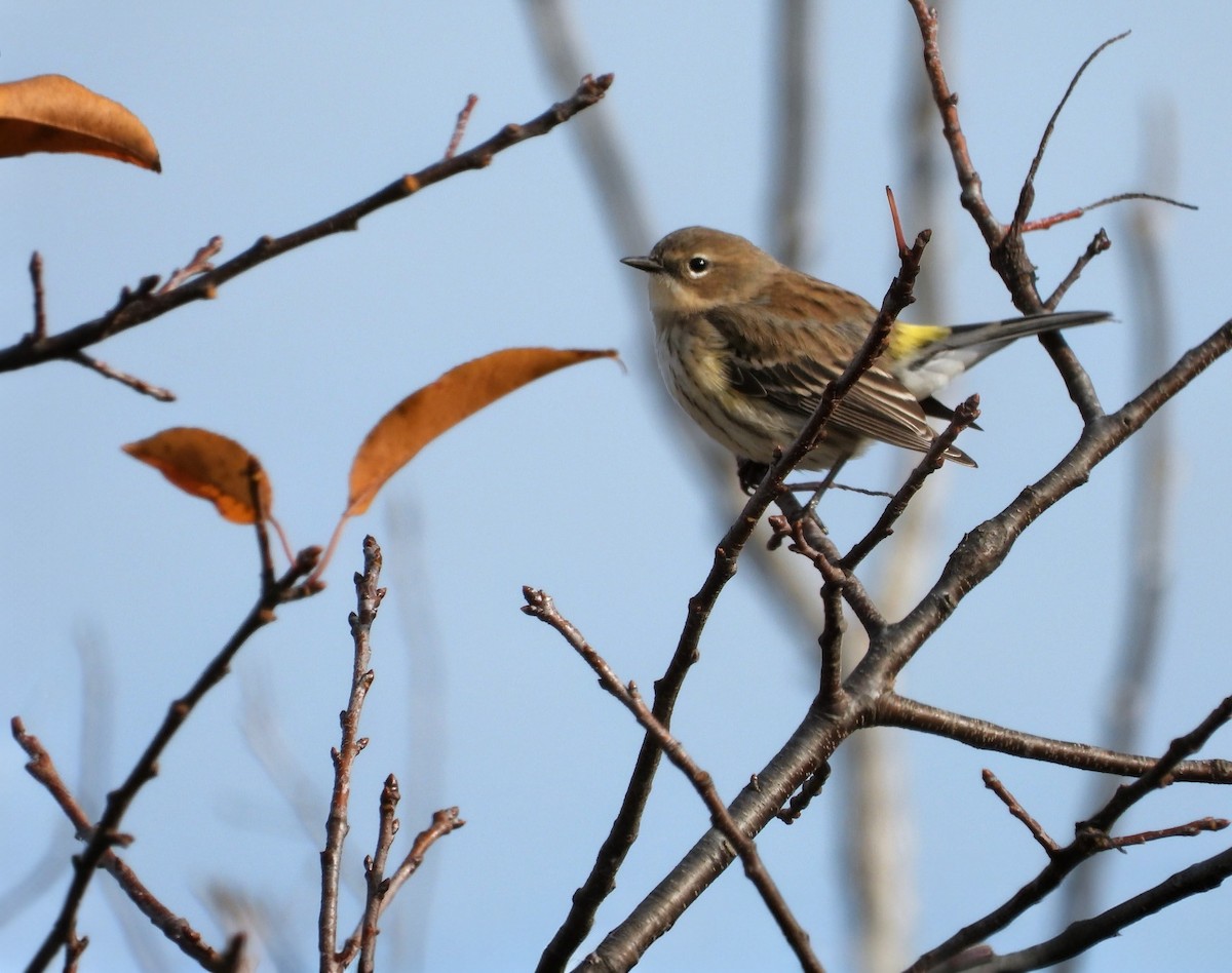 Yellow-rumped Warbler - ML645695938