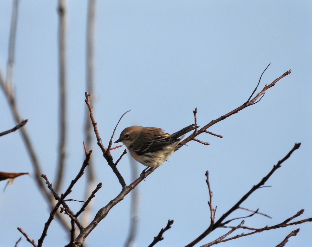 Yellow-rumped Warbler - ML645695952