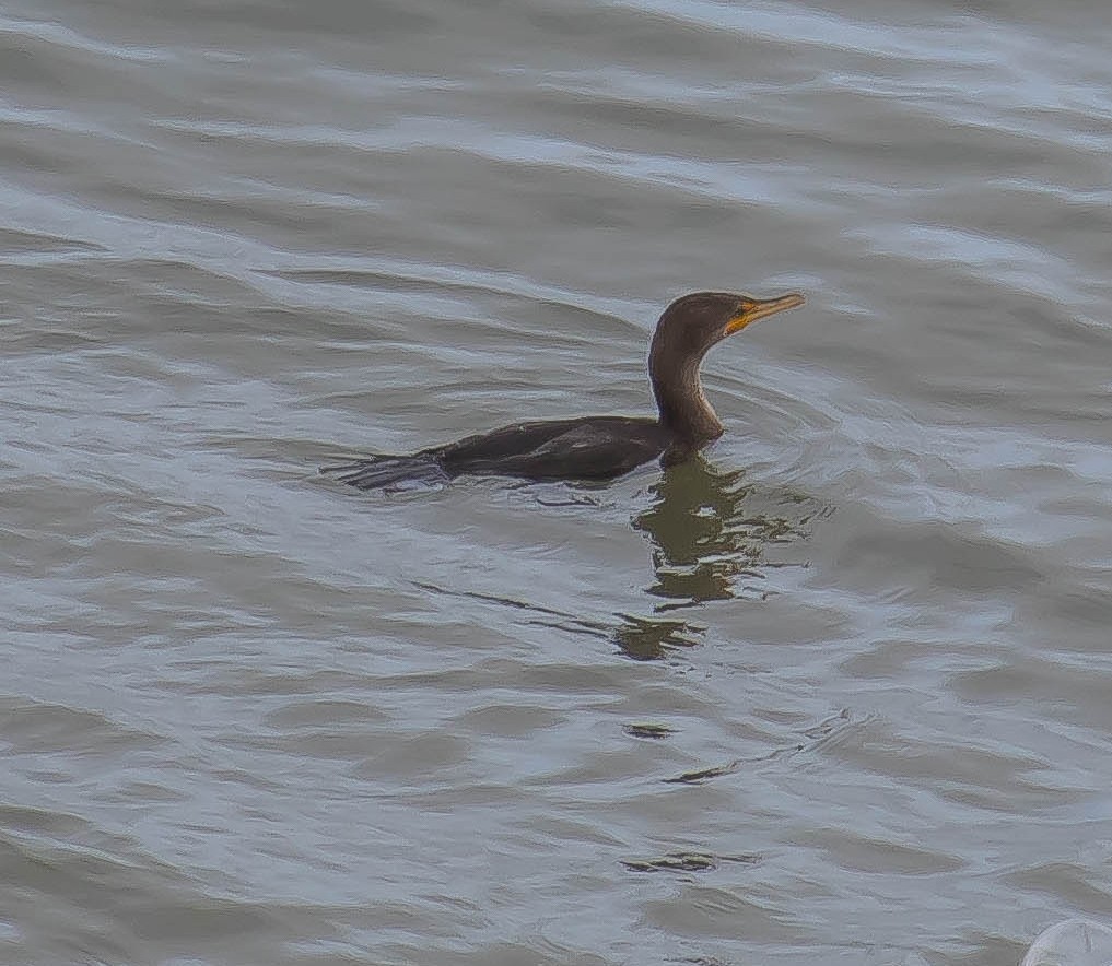 Double-crested Cormorant - ML645695955