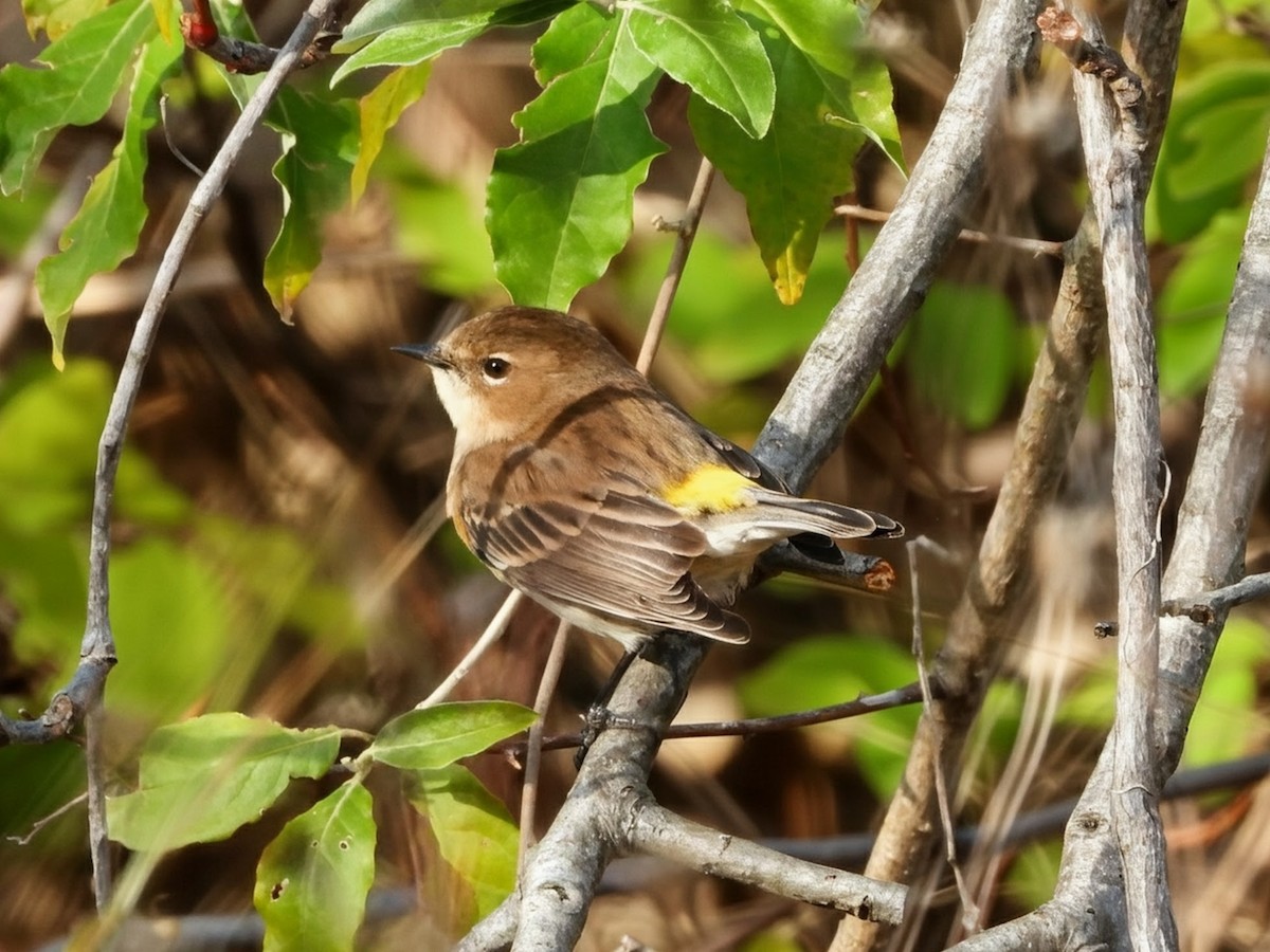 Yellow-rumped Warbler - ML645695956
