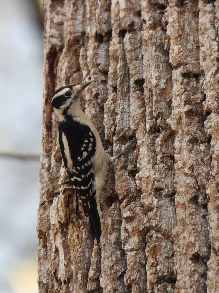 Pico Pubescente - ML645695957