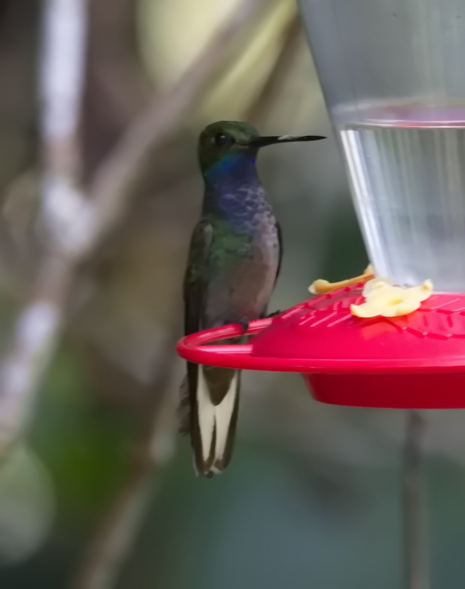 Green-backed Hillstar - ML645695969