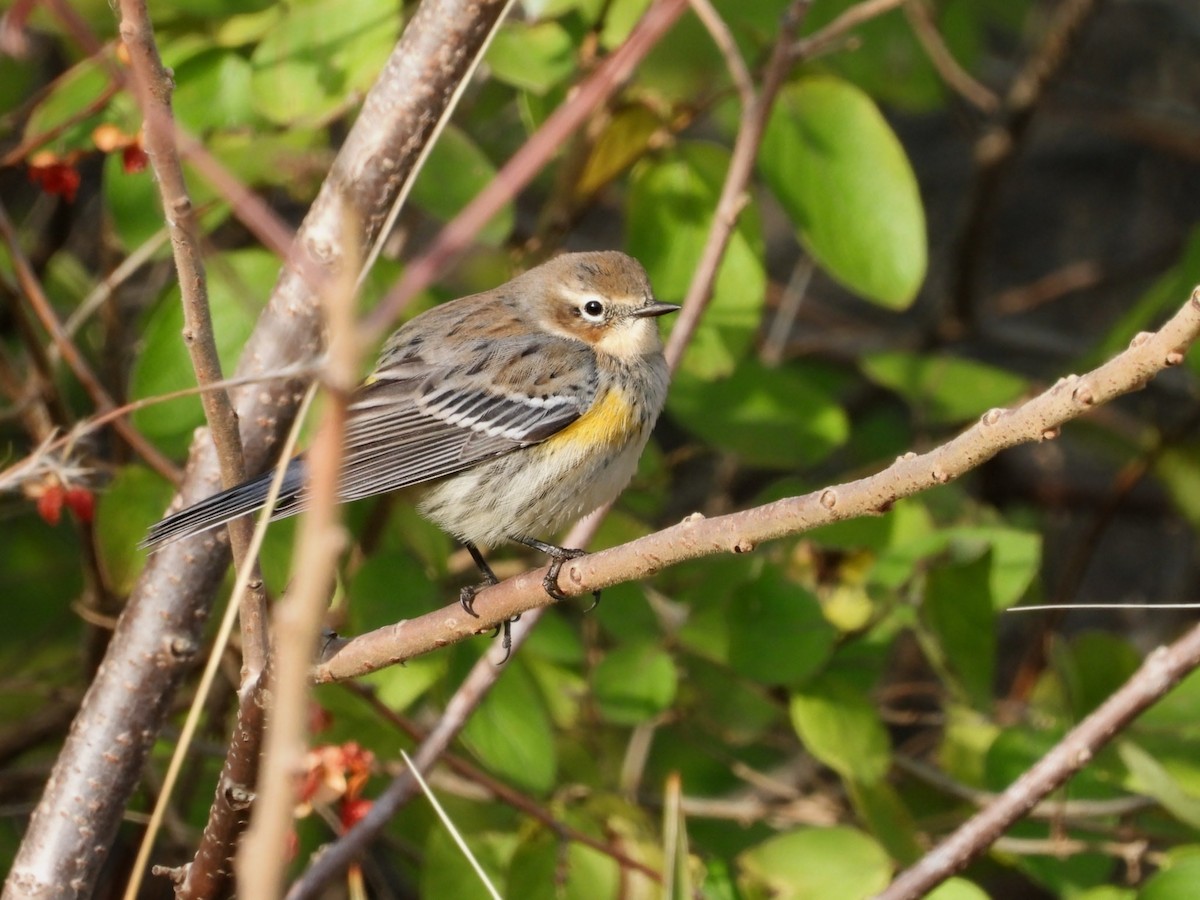 Yellow-rumped Warbler - ML645695970