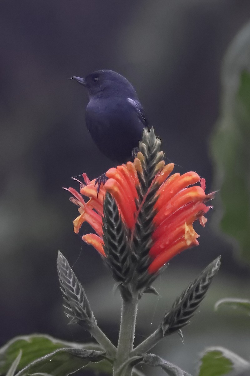 White-sided Flowerpiercer - ML645695972