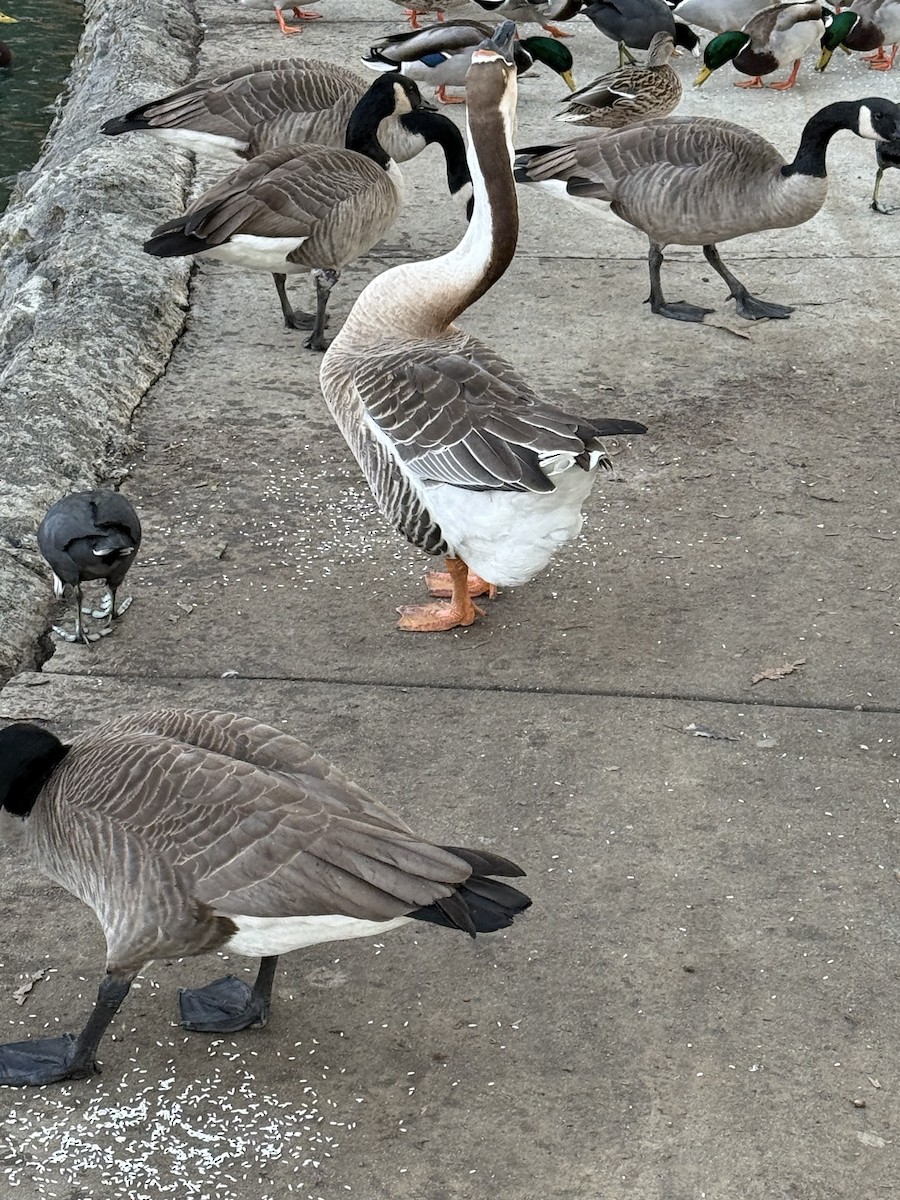 Ánsar Cisnal (variedad doméstica) - ML645695974