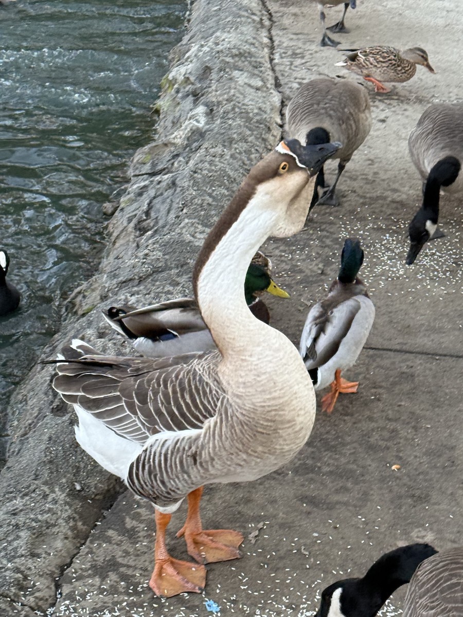 Ánsar Cisnal (variedad doméstica) - ML645695975