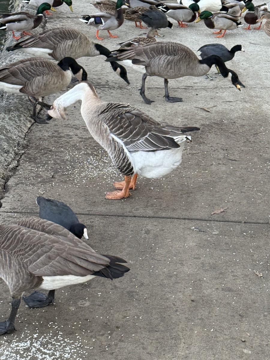 Ánsar Cisnal (variedad doméstica) - ML645695976