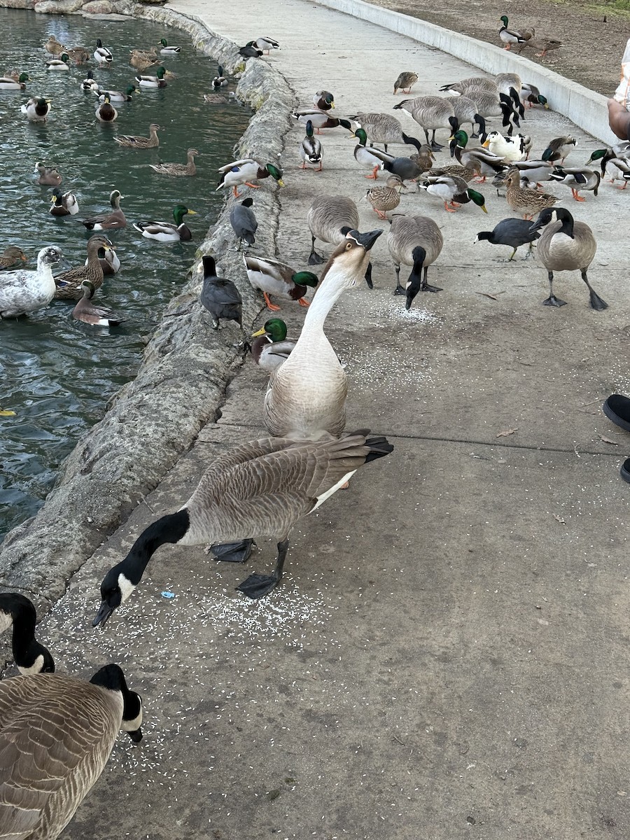 Ánsar Cisnal (variedad doméstica) - ML645695977