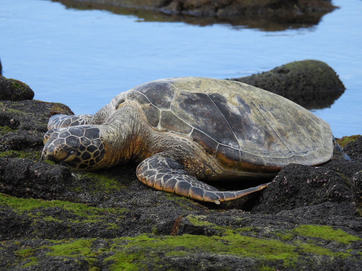 Green Sea Turtle - ML645695979