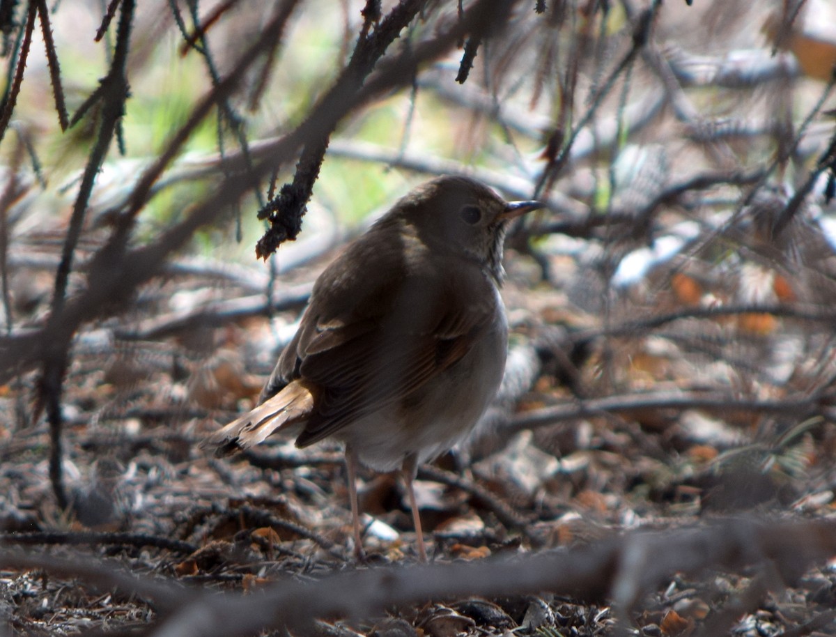 Grive solitaire - ML645695993