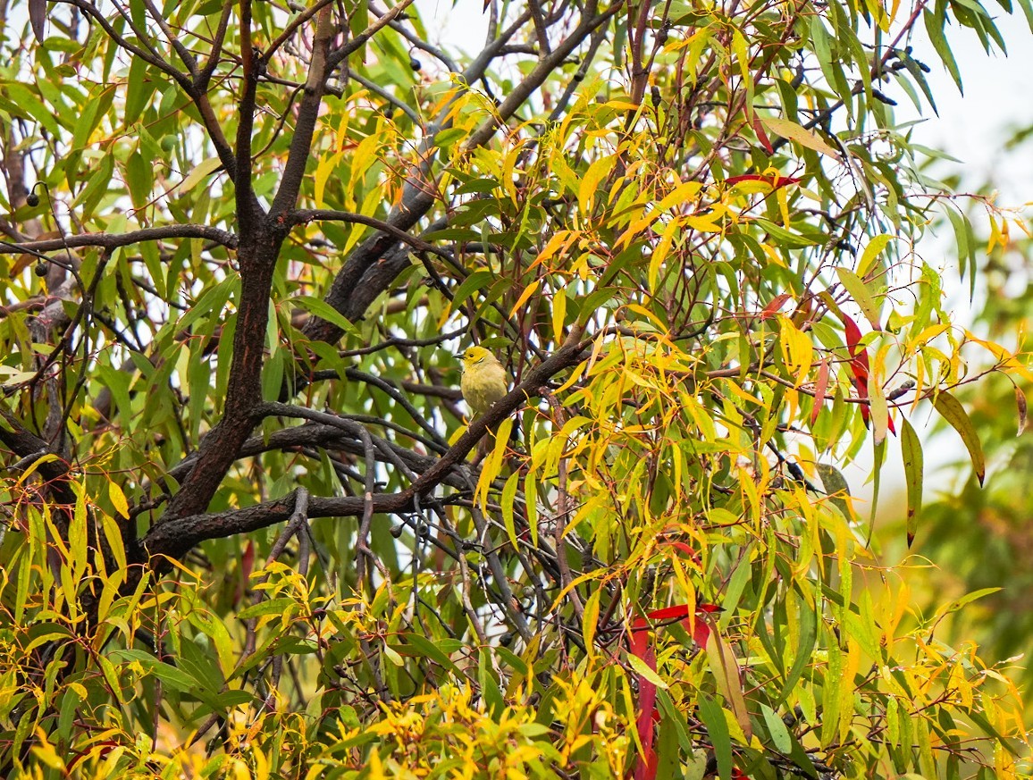 hvitsmykkehonningeter - ML645695996