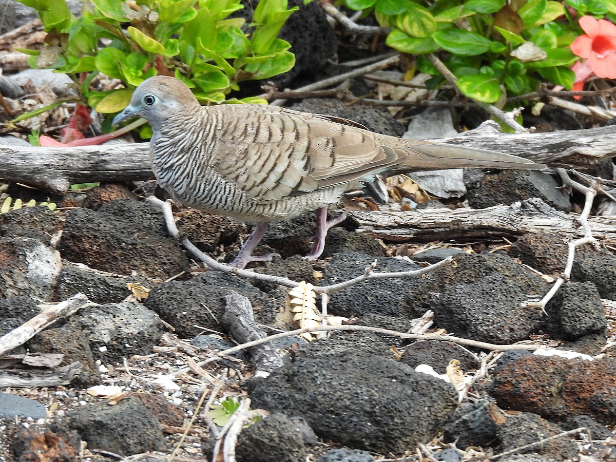 Zebra Dove - ML645696002