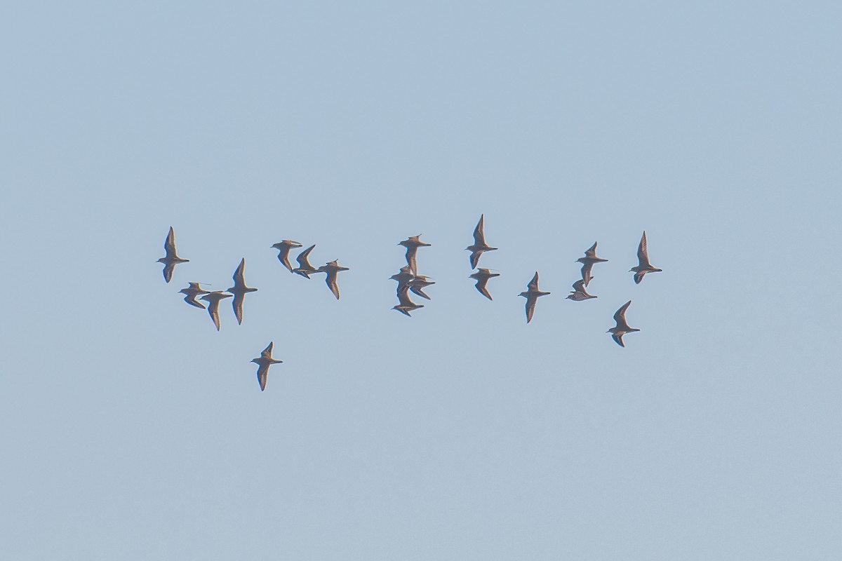 Mountain Plover - ML645696004