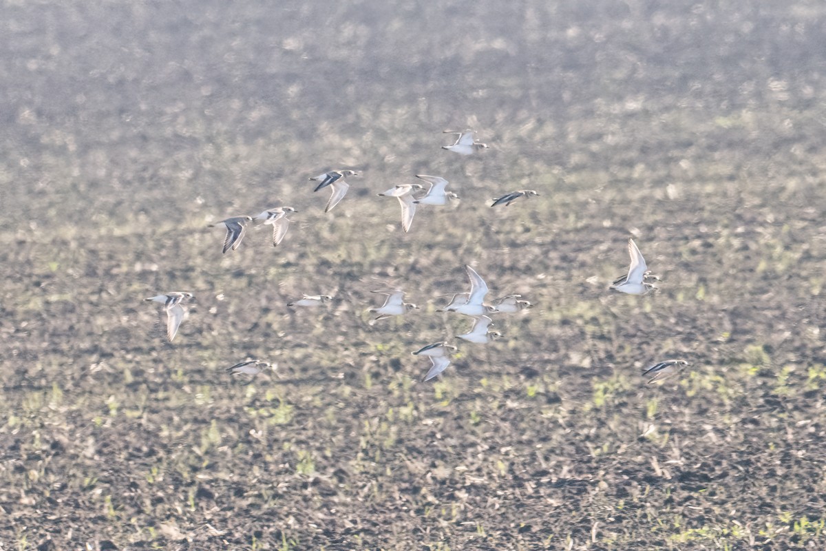 Mountain Plover - ML645696005