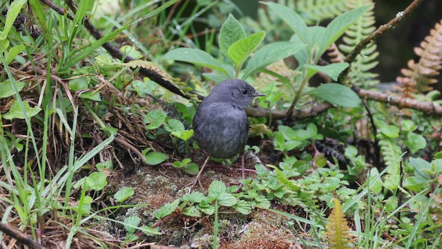Unicolored Tapaculo - ML645696012