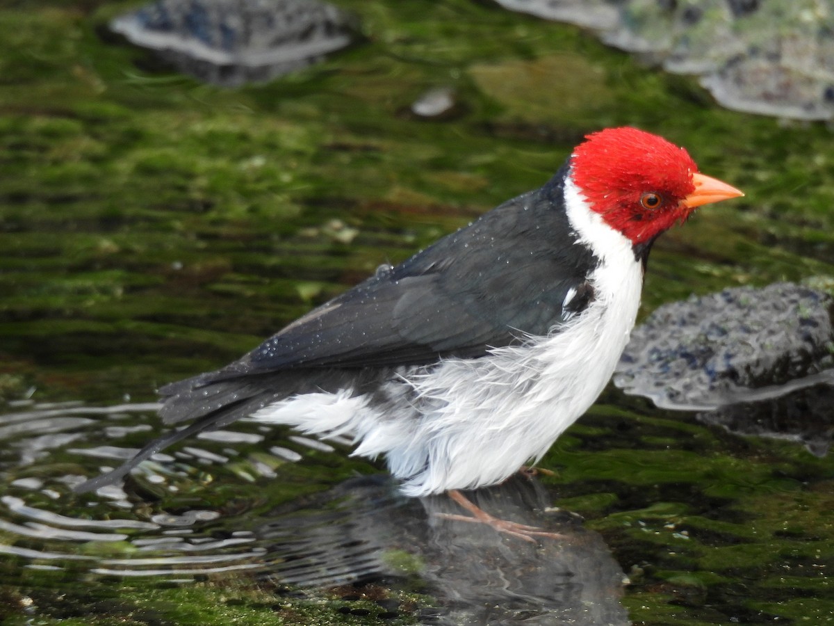 Yellow-billed Cardinal - ML645696020