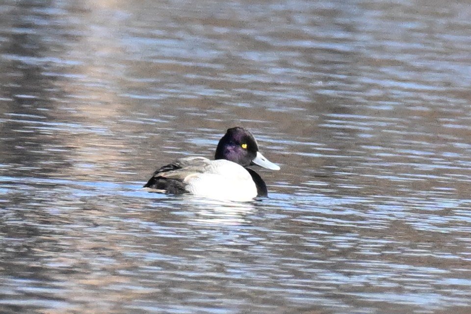 小斑背潛鴨 - ML645696021