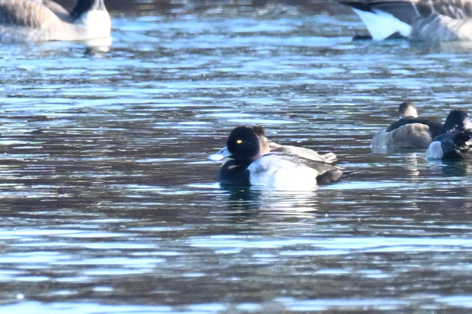 小斑背潛鴨 - ML645696023