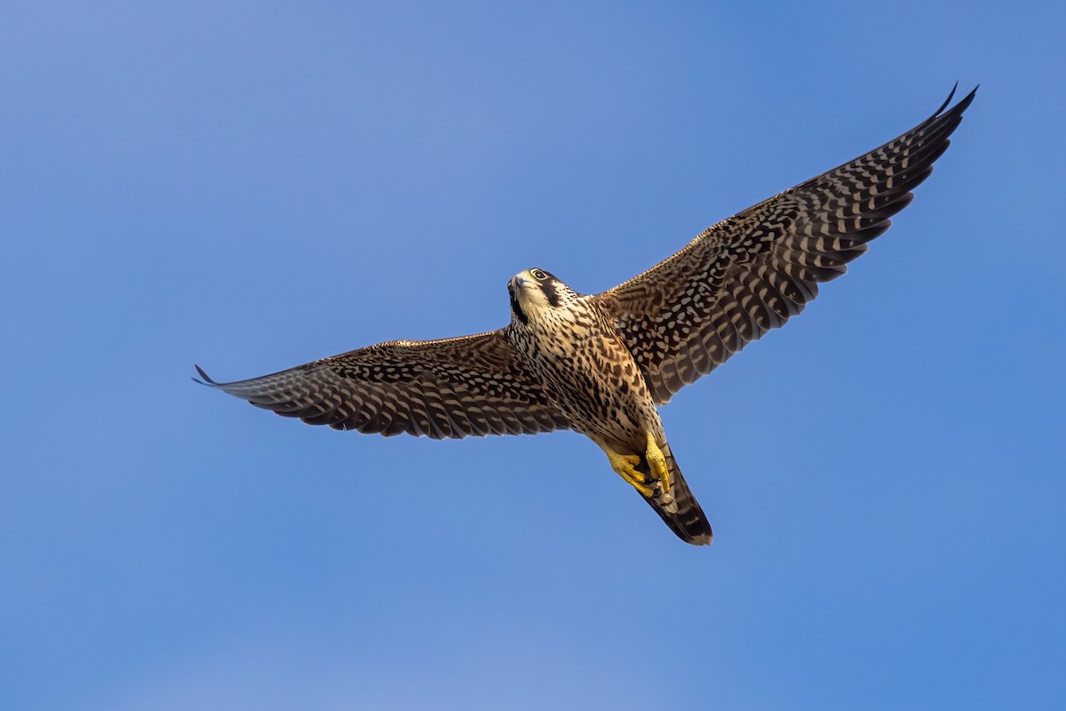 遊隼 - ML645696025