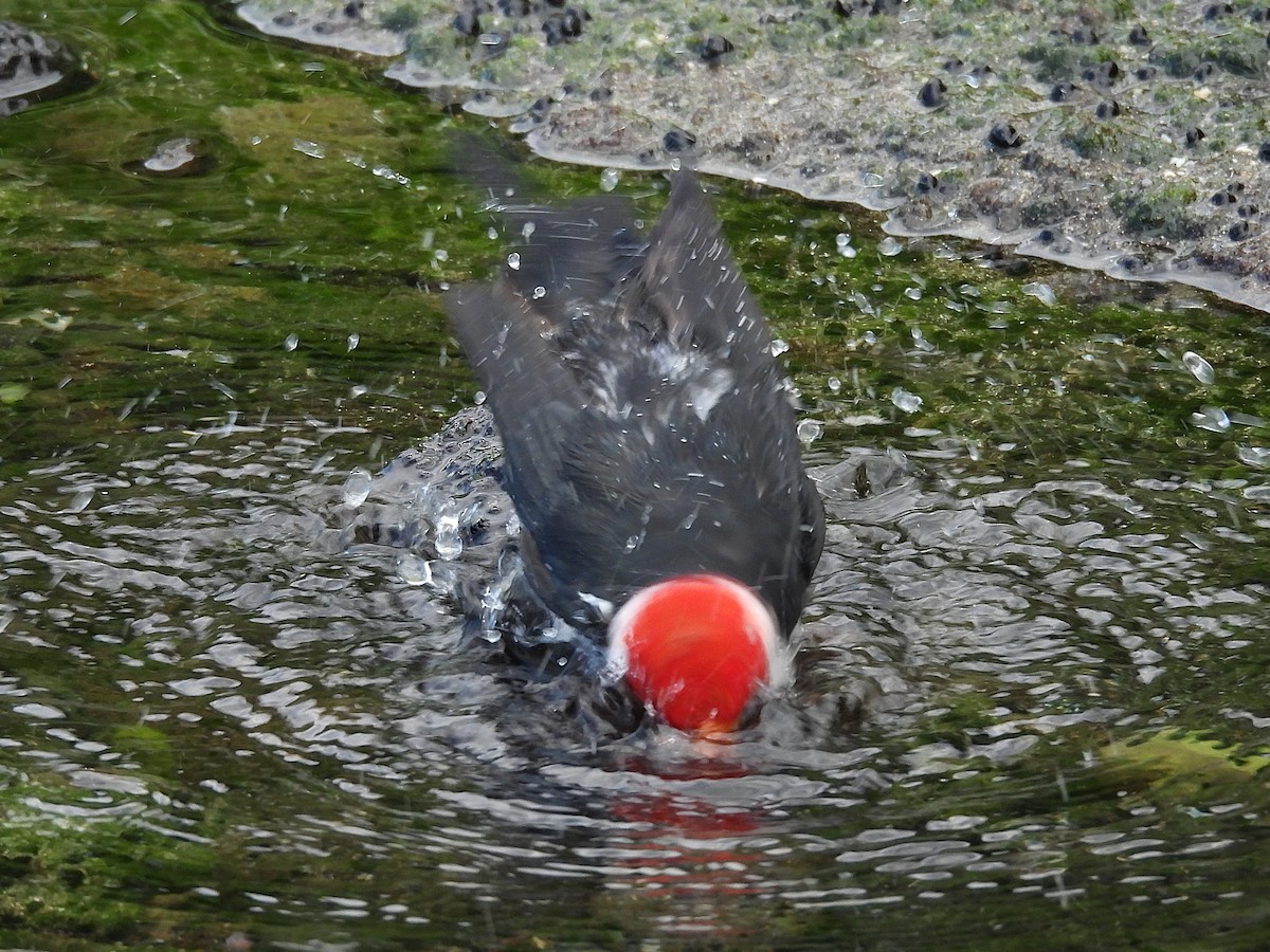 Yellow-billed Cardinal - ML645696029