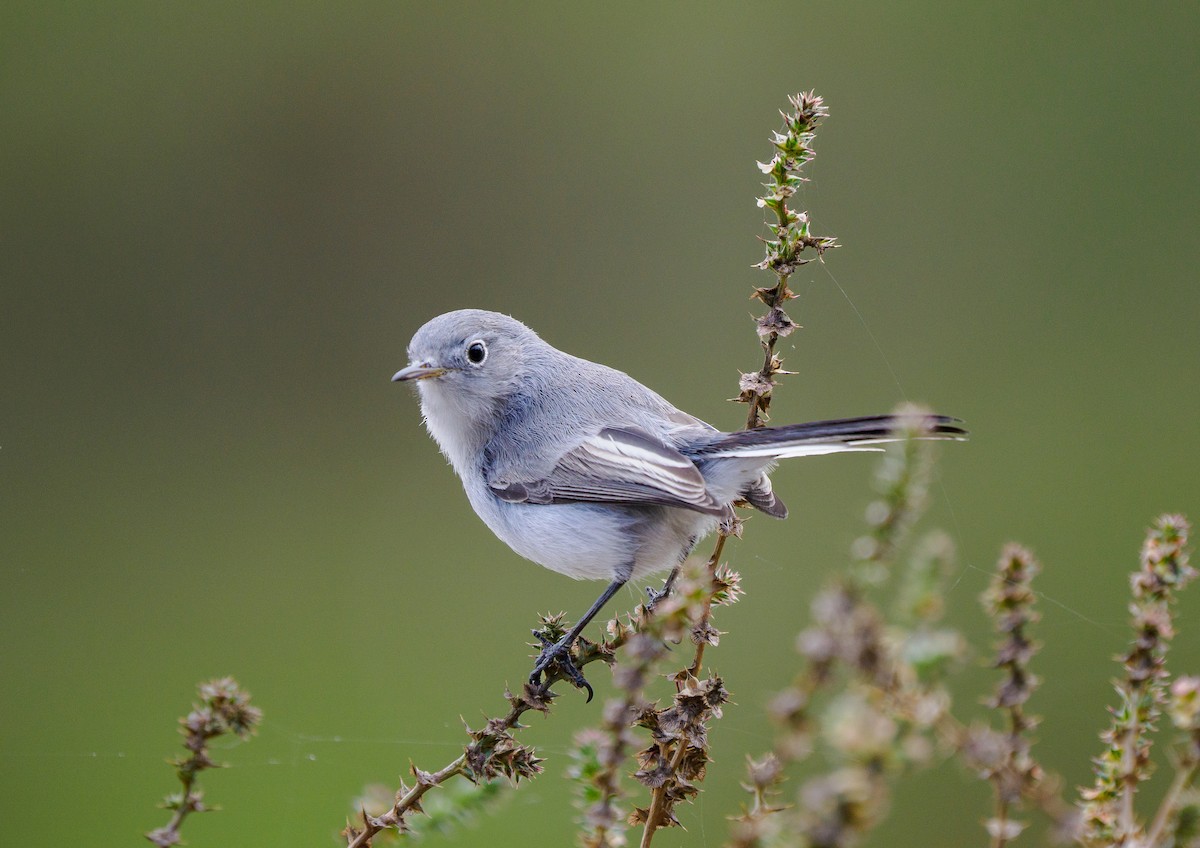 Голубая комароловка - ML645696033