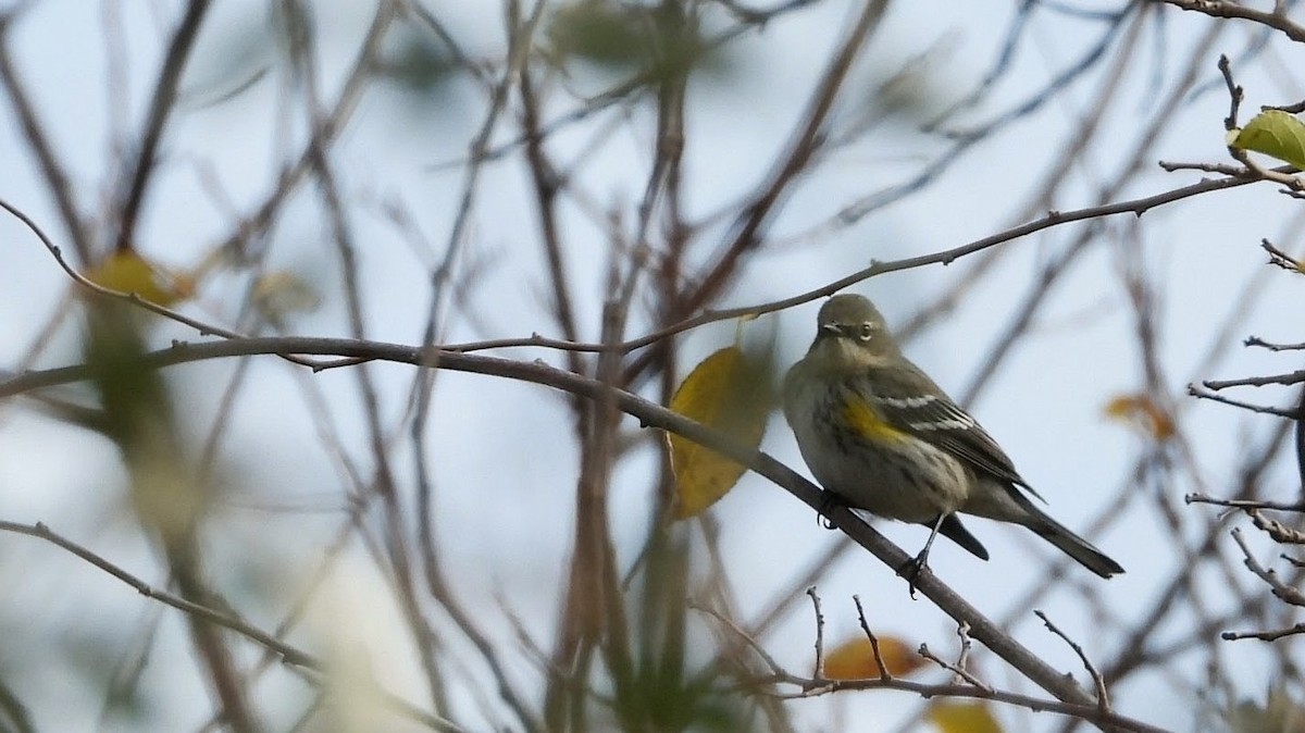 Yellow-rumped Warbler - ML645696051