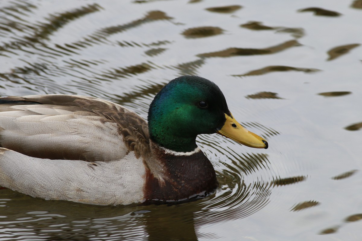 Mallard - ML645696059