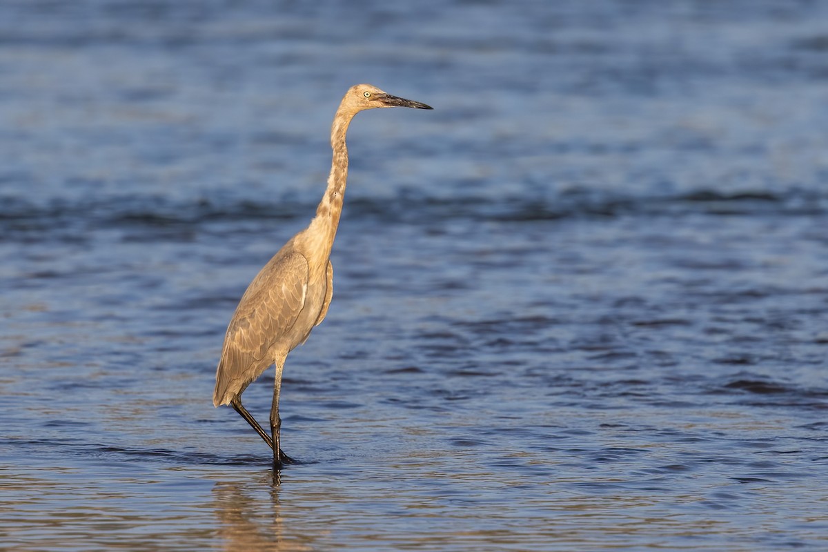 Reddish Egret - ML645696060