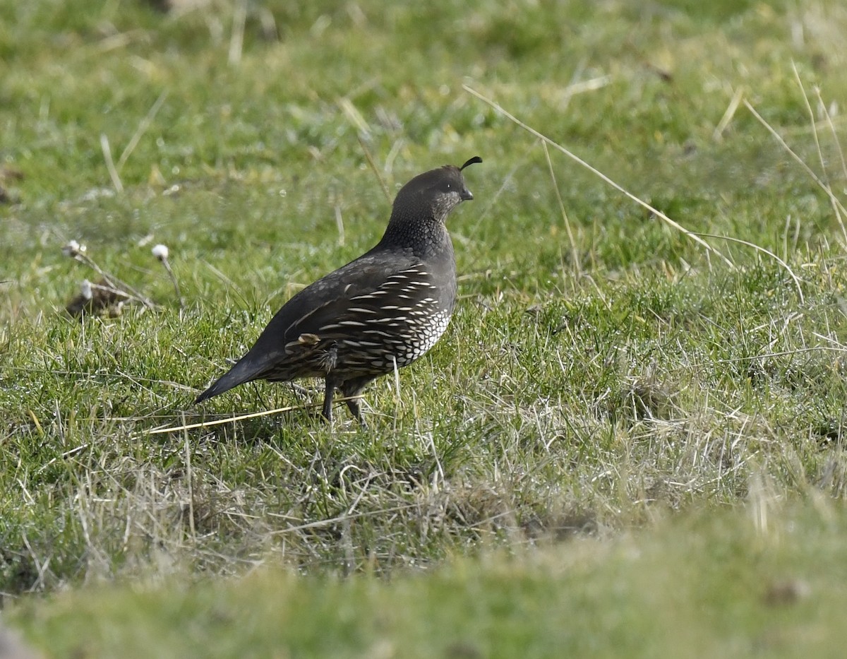 California Quail - ML645696061