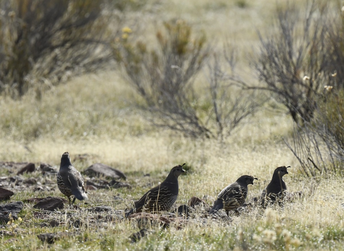 California Quail - ML645696062