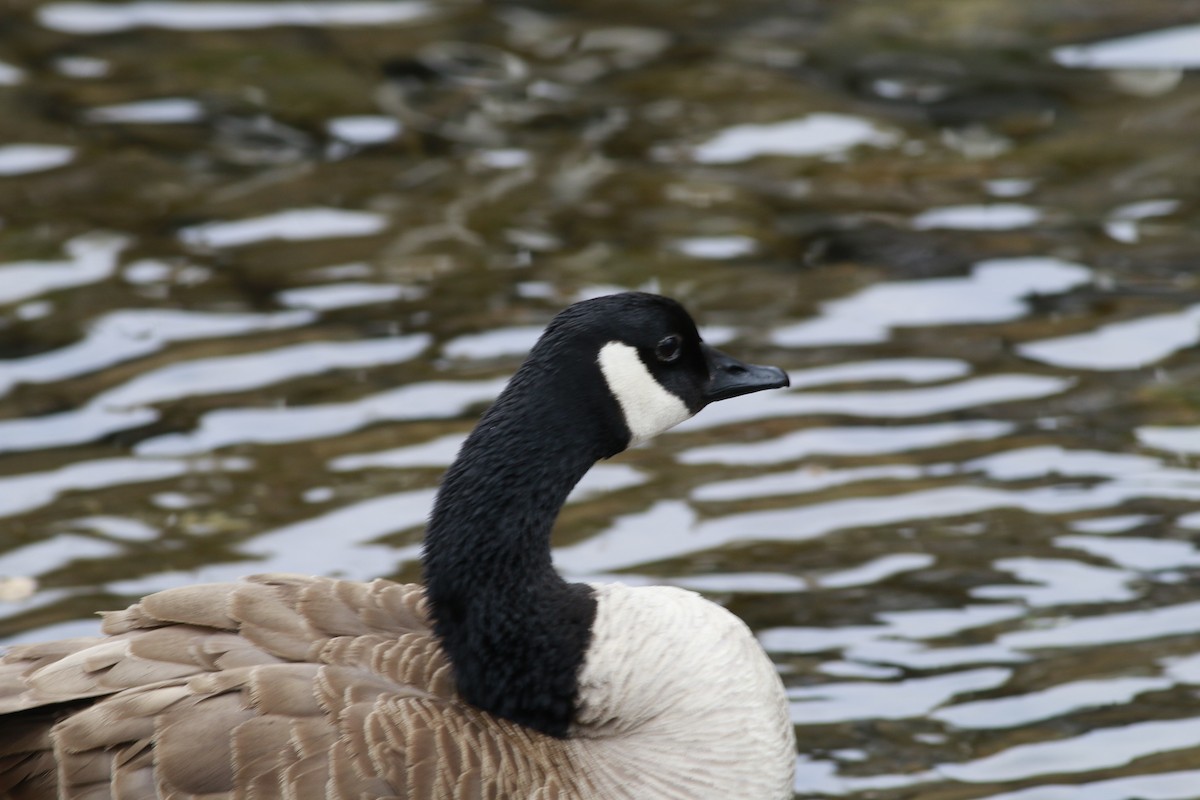Canada Goose - ML645696063