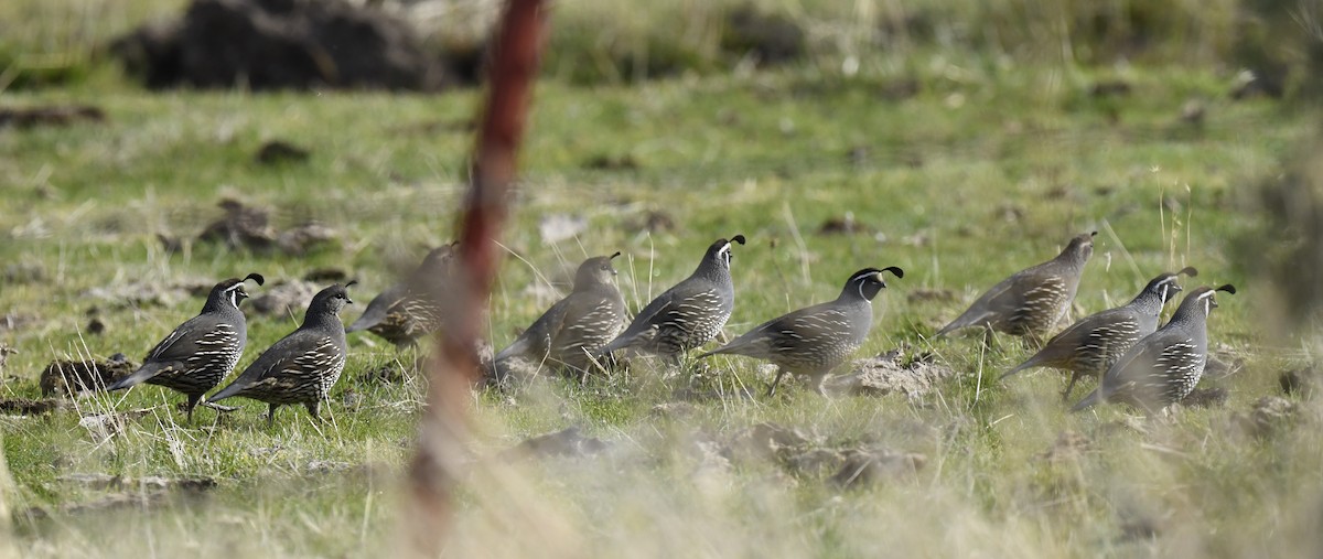California Quail - ML645696064