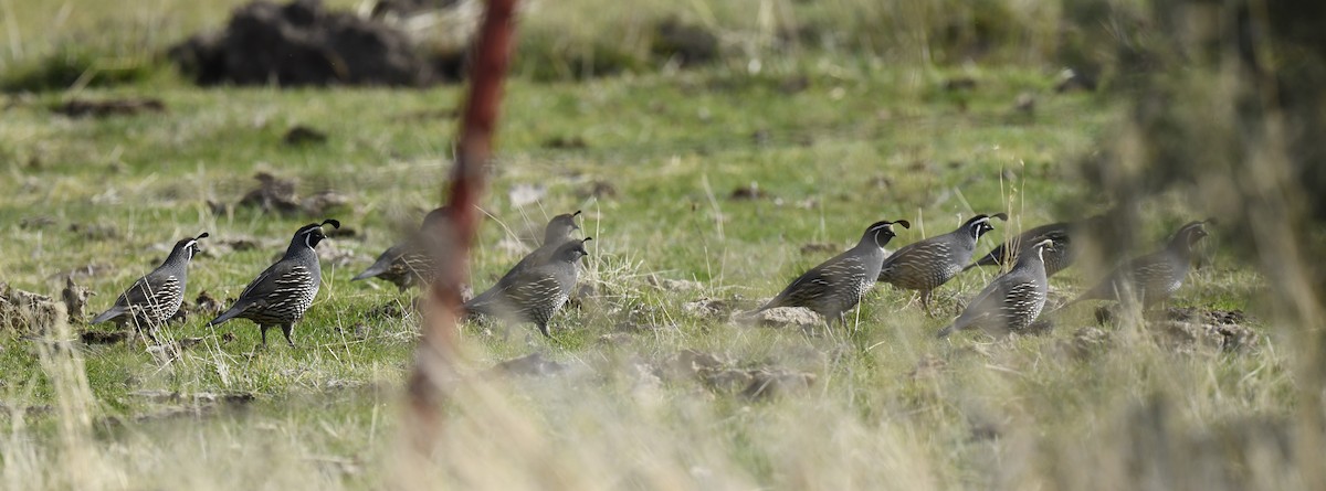 California Quail - ML645696065